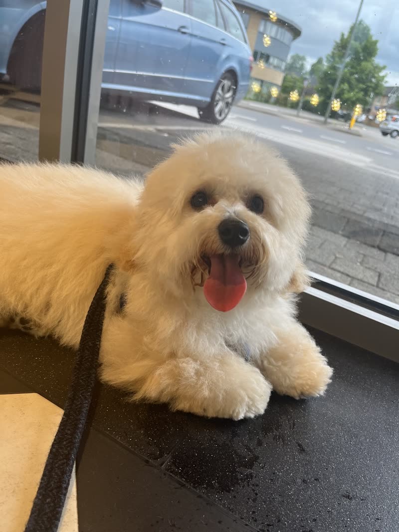 Happy cream bichon lying on a black grooming table by the salon window