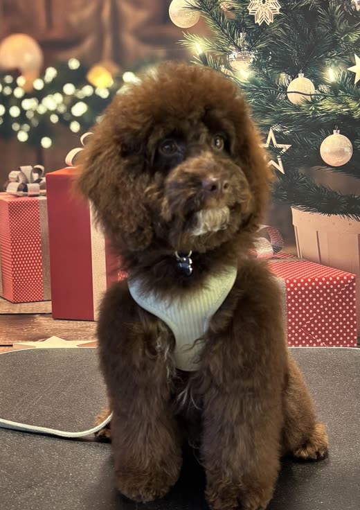 Fluffy chocolate-brown doodle in a cream jumper sitting on a table in front of a festive backdrop